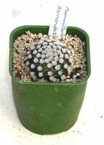 Mammillaria_hernandezii